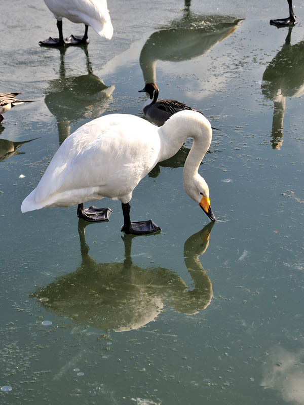 氷の水面に映る白鳥　１