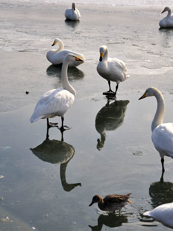 氷の水面に映る白鳥　２
