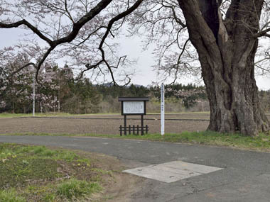 平泉文化との関わりで歴史のある桜の木とも言える北館の桜です。