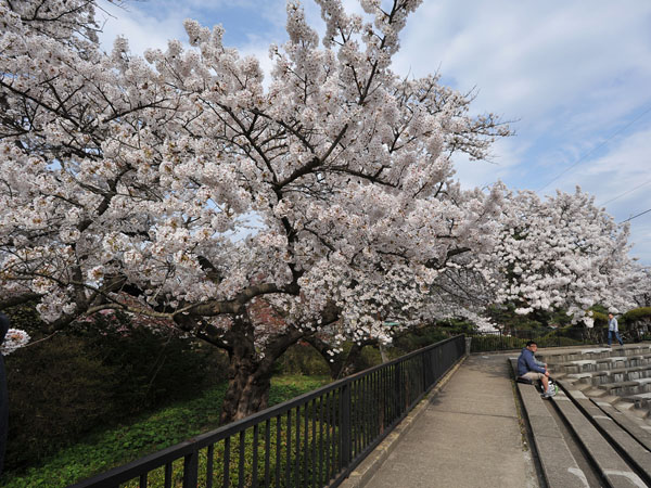 満開の桜・水沢公園　２
