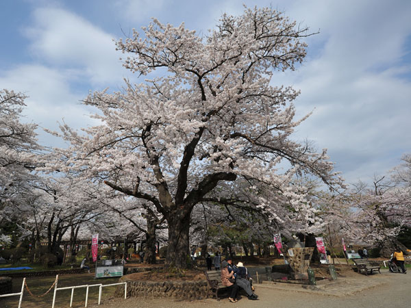 満開の桜・水沢公園　３