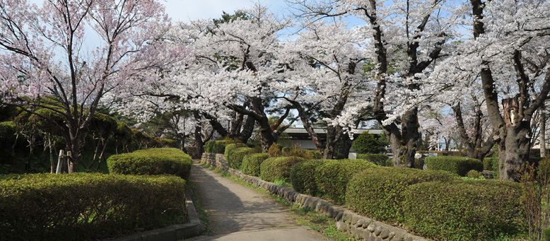 きれいに刈り込まれた公園通路と咲き誇る桜の花の様子です。