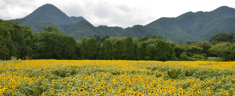 私の大好きな場面で、南昌山をバックに一面に咲き誇るひまわりです。