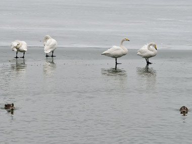 池の氷が溶けかかった場所に立つ白鳥達。