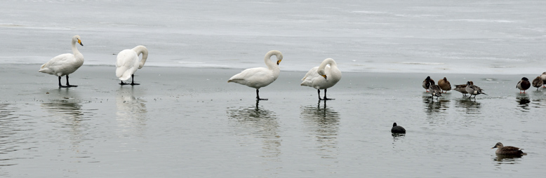 池の氷が溶けかかった場所に立つ白鳥達の姿、首をかしげている姿がおもしろいのです。