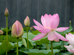 Index of /mitearuki/kodaihasu/