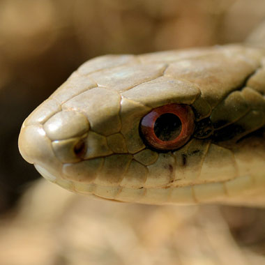 シマヘビの目