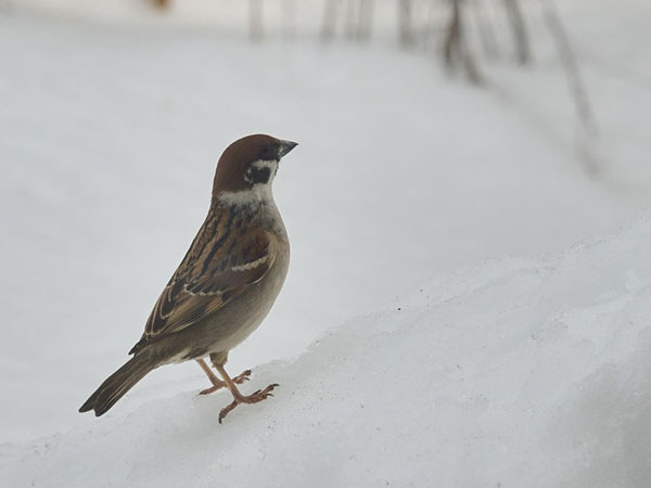 雪上の寒スズメ 1