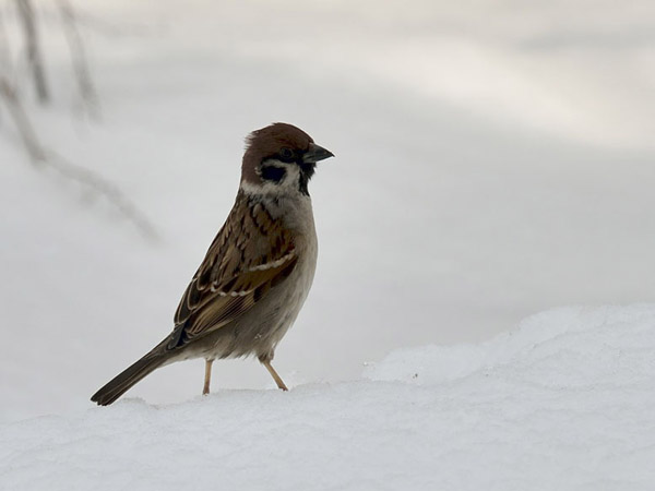 雪上の寒スズメ 3