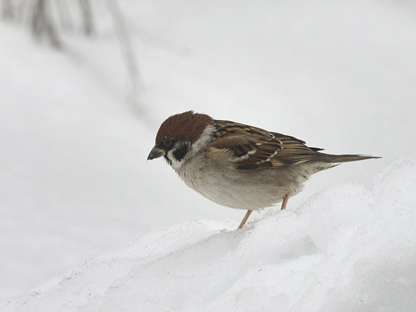 雪上の寒スズメ 4