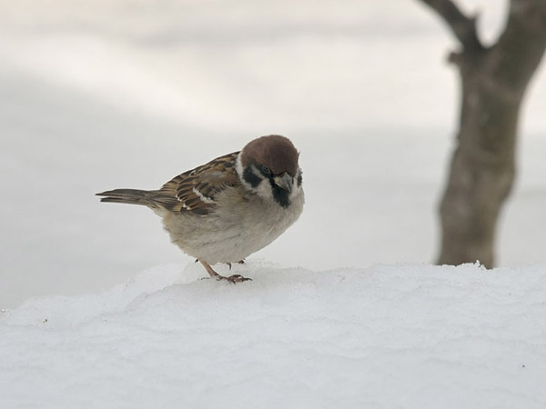 雪上の寒スズメ 5