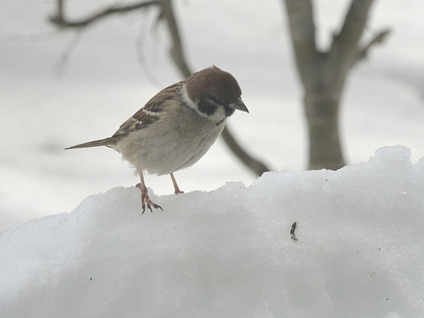 雪上の寒スズメ 6
