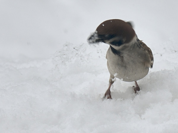 雪上の寒スズメ 8