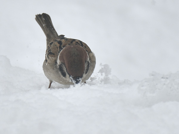 雪上の寒スズメ 9
