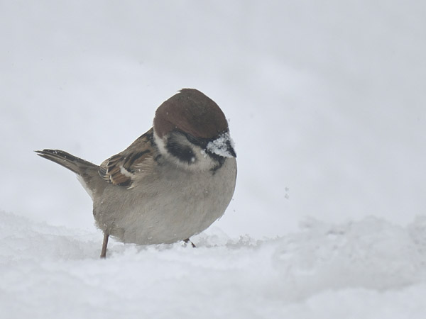 雪上の寒スズメ 10