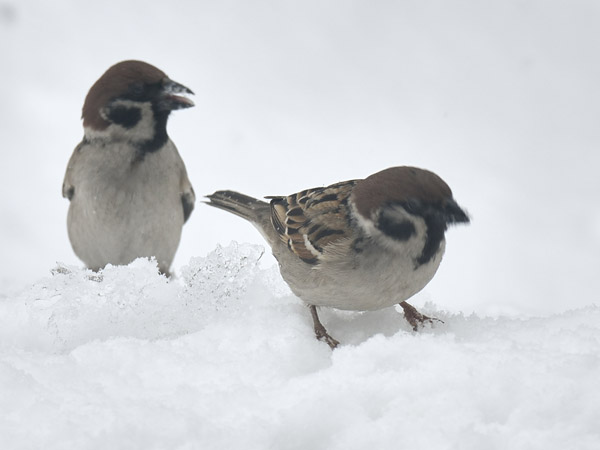 雪上の寒スズメ 11
