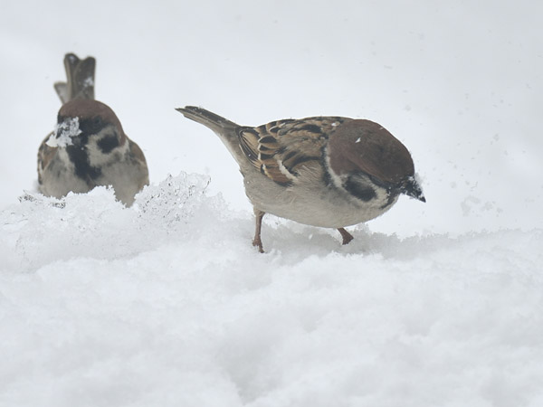雪上の寒スズメ 12