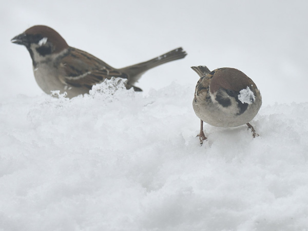 雪上の寒スズメ 13