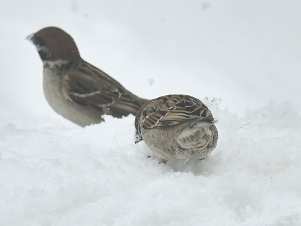 雪上の寒スズメ 14・・・スズメの尻を初めて見ました。