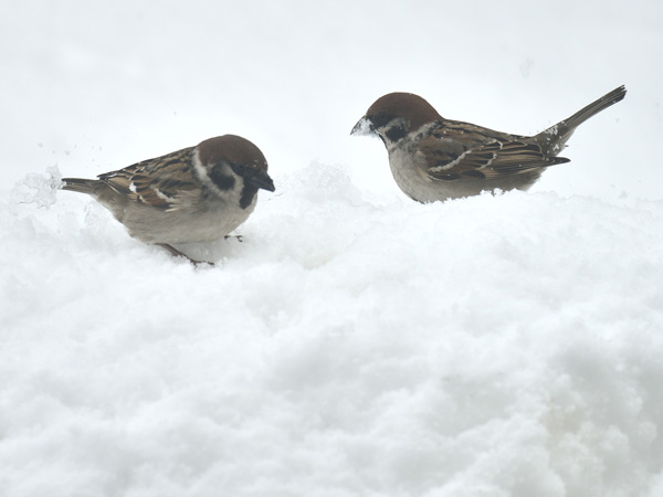雪上の寒スズメ 15