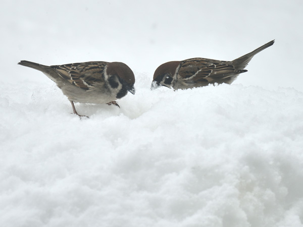 雪上の寒スズメ 16