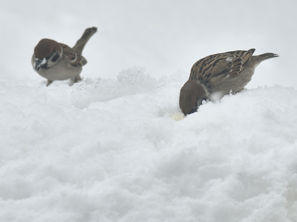 雪上の寒スズメ 10