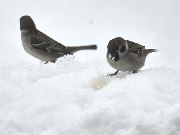 雪上の寒スズメ 10