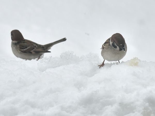 雪上の寒スズメ 19