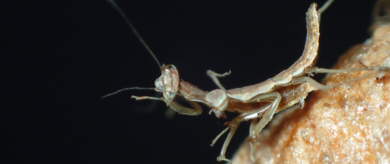 孵化したばかりのカマキリの幼虫です。逞しい身体はまだまだであり、独特の逆三角の頭部と目が見えています。