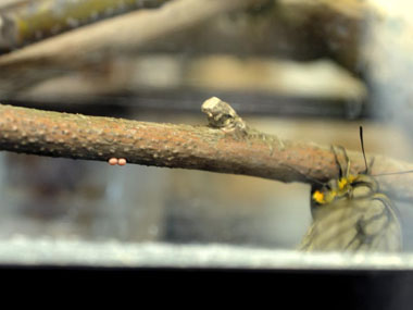 産卵しているメスのウスバシロチョウ。