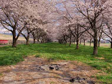 奥州市・水沢競馬場・・桜並木の中にバーベキューの跡が残っていました。