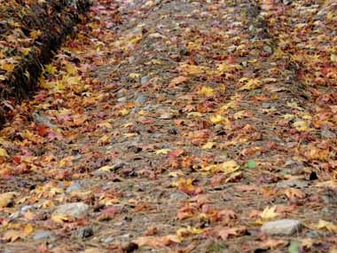 道路に散らばる木の葉が秋の深まりを感じさせます。