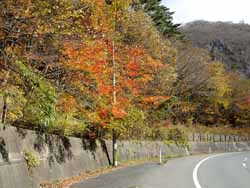 遠野側の仙人道路　３・・・日だまり部分はきれいに紅葉していました。