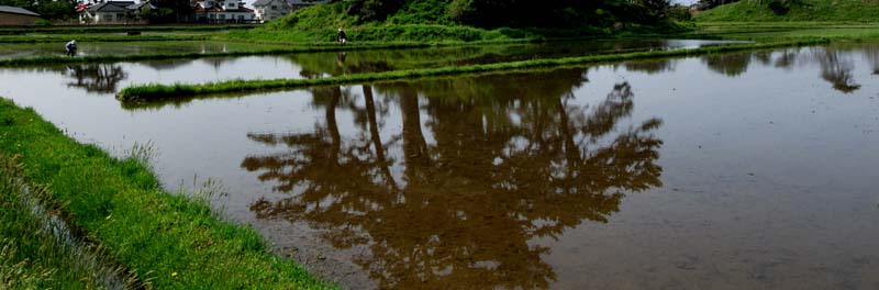 駒留島の松の老木が手前の田んぼの水面にきれいに映っています。農作業をされているご夫婦も見えていました。じっと見ていると時の経過を忘れそうになるのどかな情景でした。