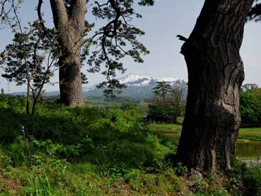 駒留島から望む　２・・・松の巨木が生えていてその樹間から遠くに鳥海山が見えます。