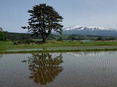 水面に映える九十九島　１・・・小島の松の木と鳥海山が水面に映っています。