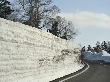 秋田側の様子　２・・・積雪で押しつぶされた道路脇の木々が雪の中から顔を出しています。