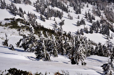 大深沢展望台から　３・・・眼下の林は雪一色でした。