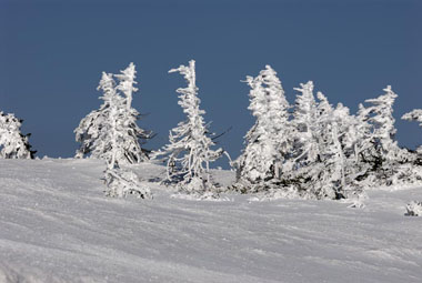 木にくっついた雪　１・・・昨日の積雪のために冬景色が戻りました。