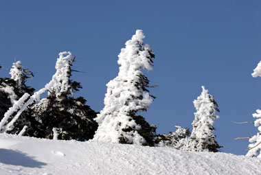 木にくっついた雪　２・・・あたかも樹氷と言えそうです。