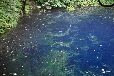 望遠レンズ見た青池水面の様子　１・・・対岸の木々が写っています。