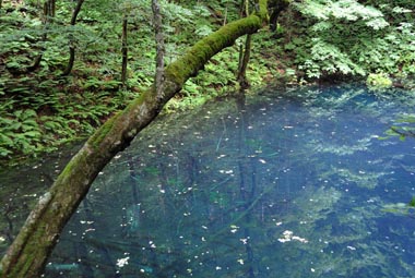 望遠レンズ見た青池水面の様子　２・・・池の上に張り出している枯れた木のこけが映えています。