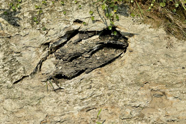崖の泥岩層(3m程の高さ)にある埋もれ木 3