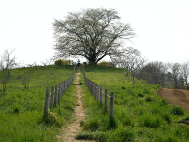 一本桜の丘入り口　４