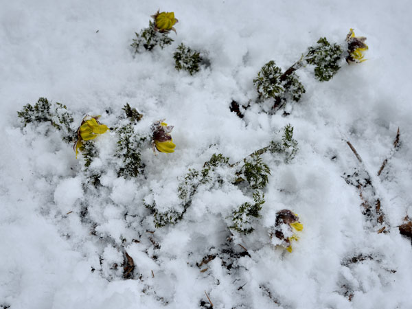 雪に埋まった福寿草
