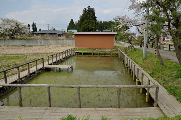 古代ハスが植えられている池。