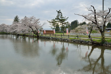 沼の北端から見た桜並木の様子　１