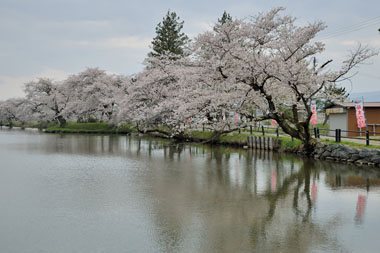 沼の北端から見た桜並木の様子　３