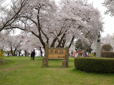 御殿跡の桜　１