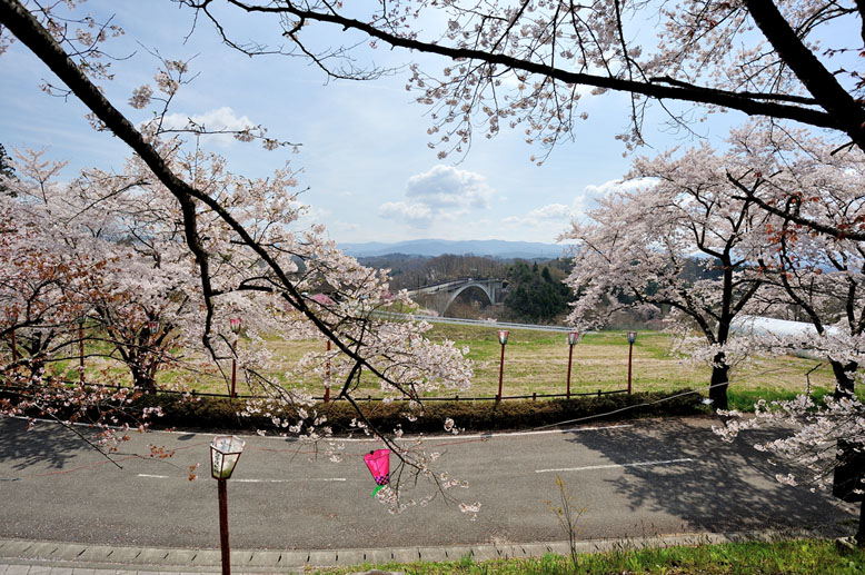 咲き誇る桜と夢乃橋　１